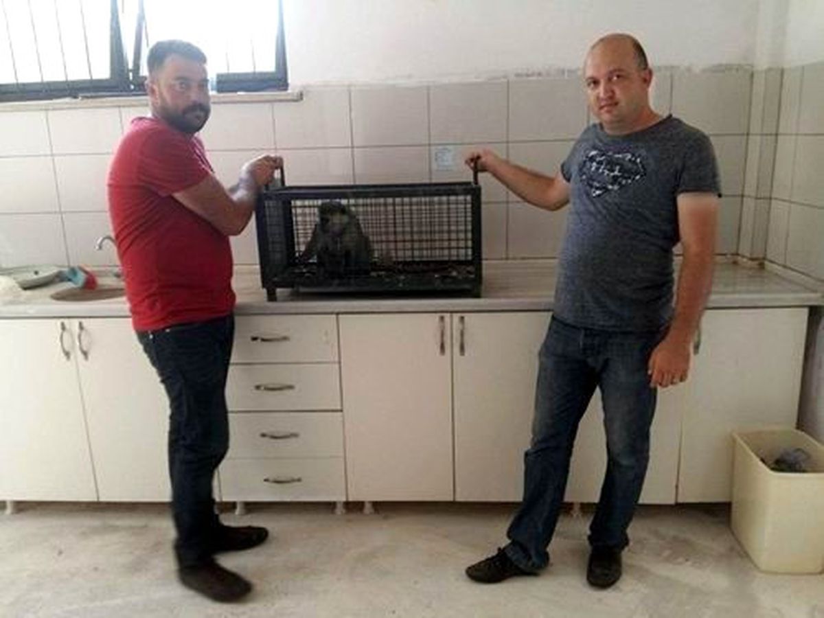 Örümcek Maymuna El Konuldu