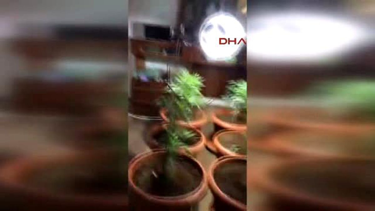 Samsun Evde Sera Kurup, Saksı İçerisinde Esrar Yetiştirip, Piyasaya Sürdüler