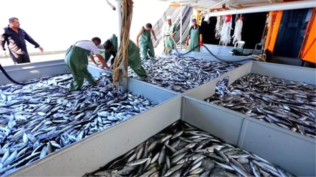 Tekirdağ\'da Balık Fiyatları