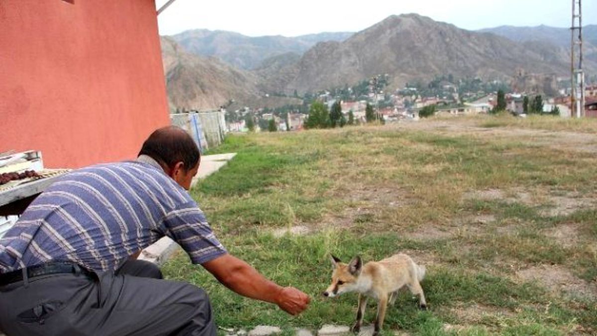 Kurnaz Tilki Geçim Kaynağını Buldu