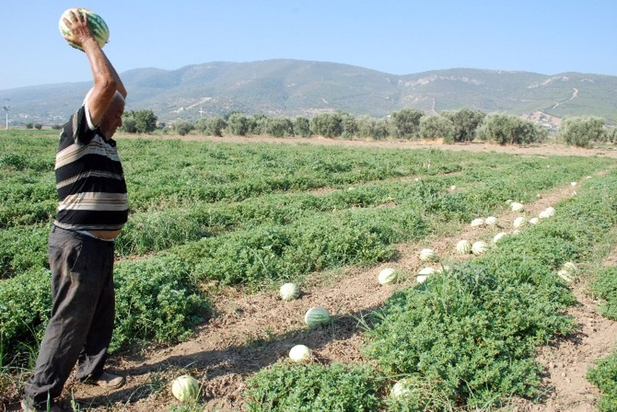 Üretici, Karpuzlarını Paramparça Etti