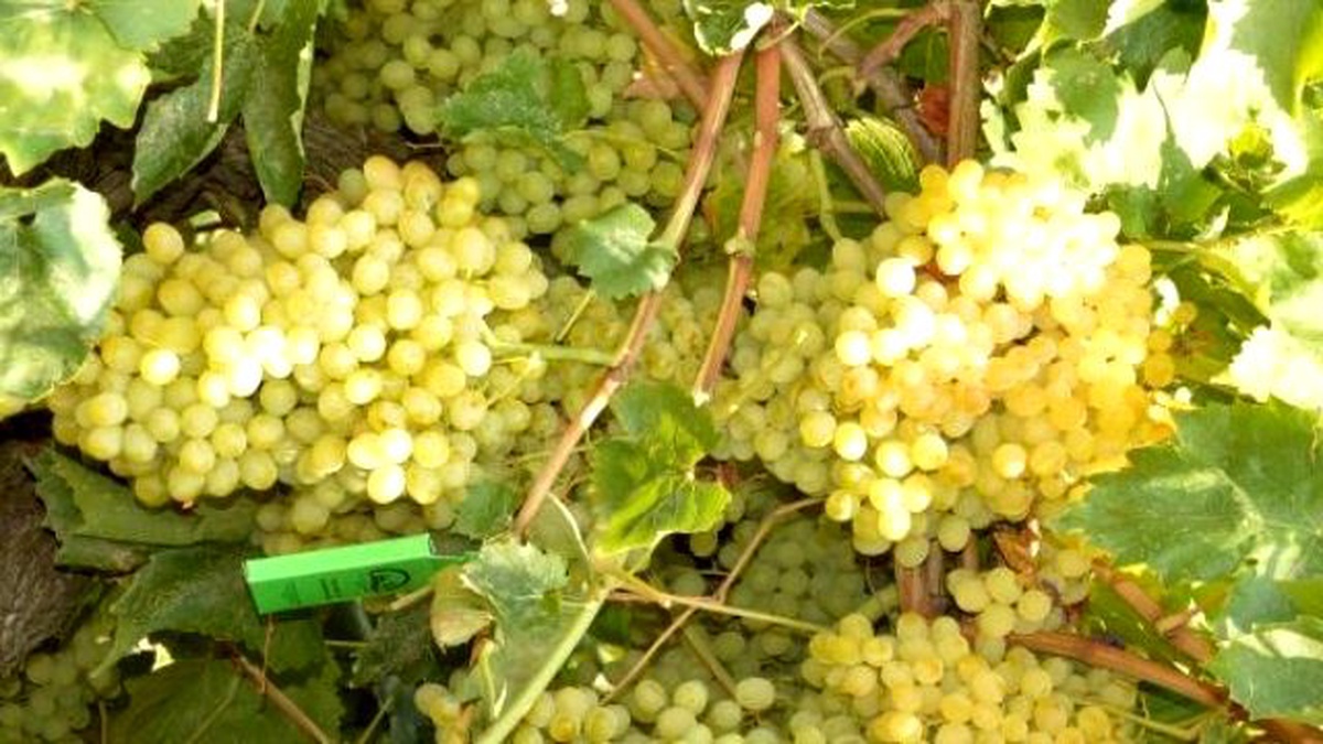 Üzüm Üreticisi Fiyat Belirsizliğinin Giderilmesini Bekliyor