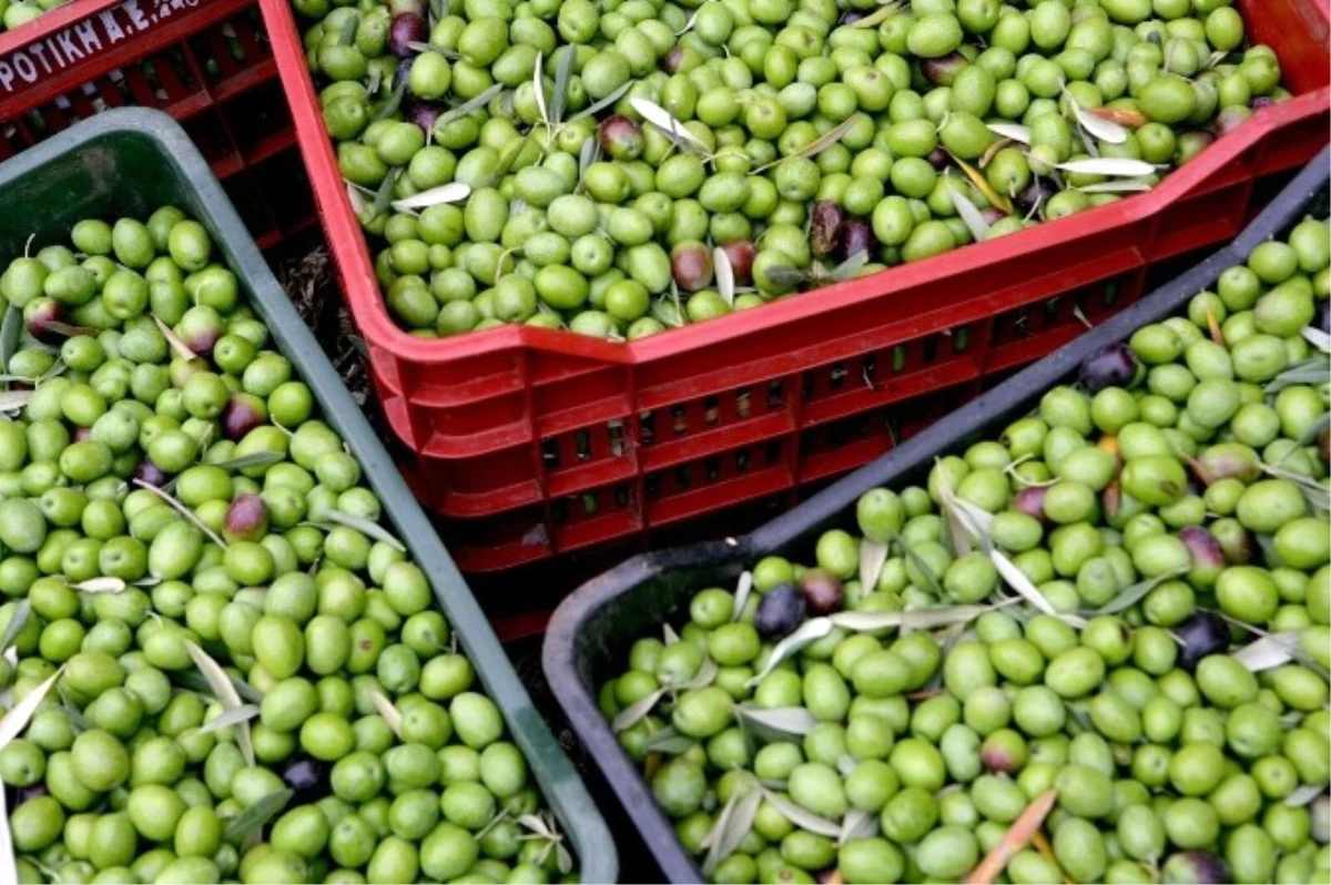 Zeytin Üreticisine Büyükşehirden Destek