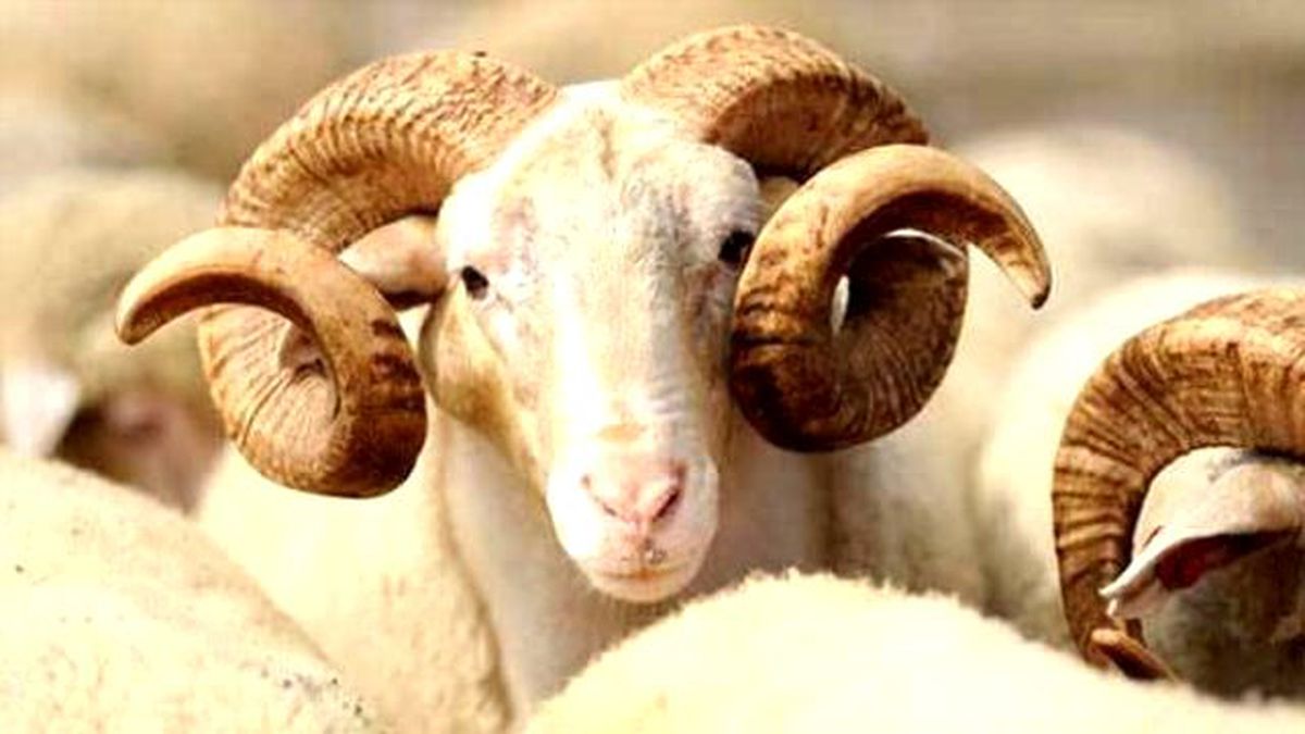 Büyükbaş ve küçükbaş kurban fiyatları (2016 Kurban bayramı öncesi)