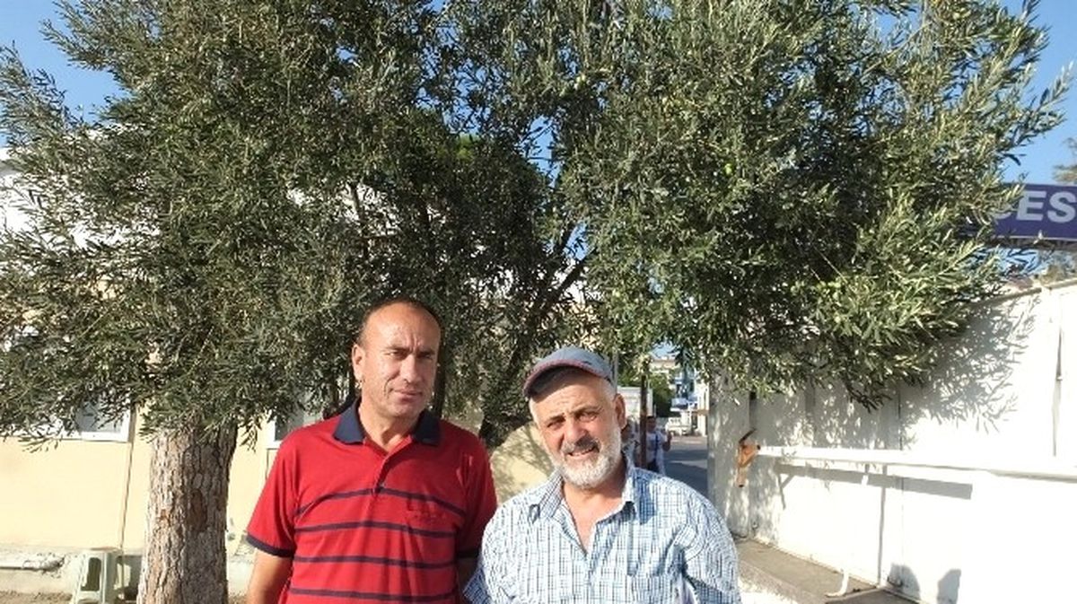 Edremit Körfezinde Zeytin İlaçlaması Başlıyor