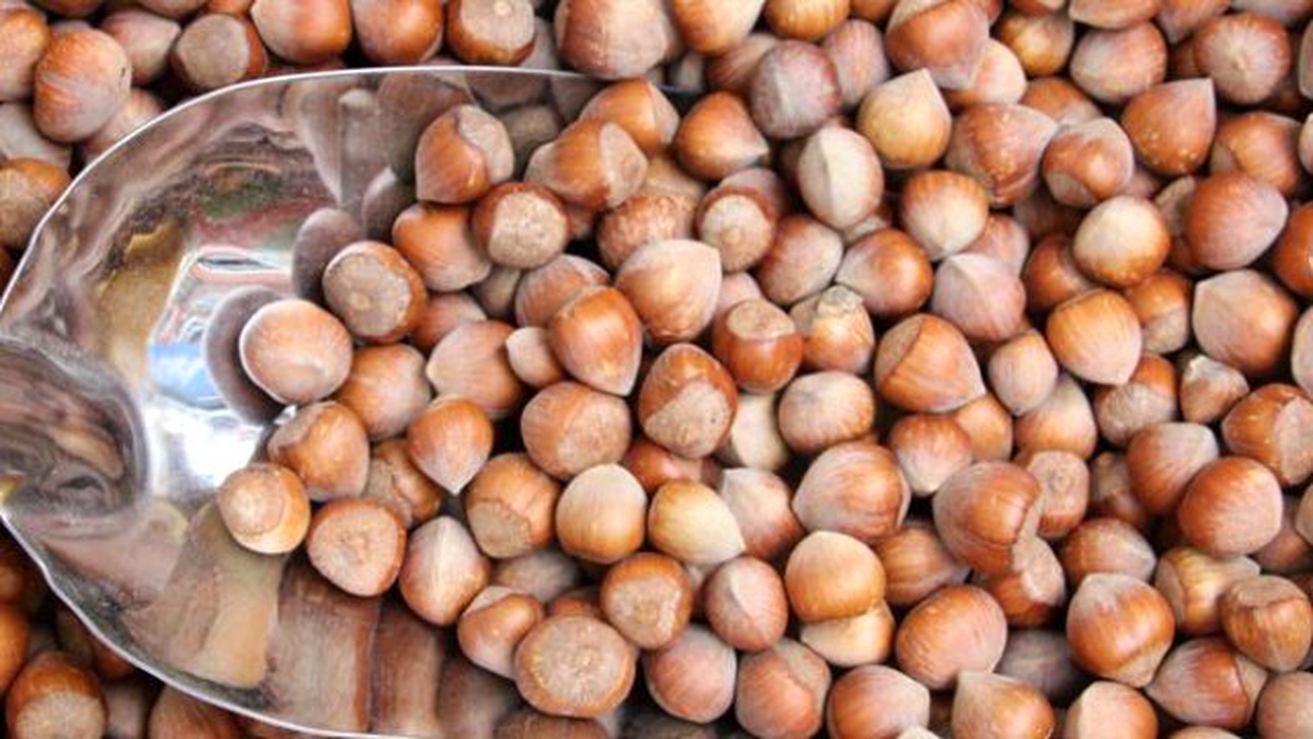 Giresun\'da Fındık Fiyatı 15 Liraya Çıktı