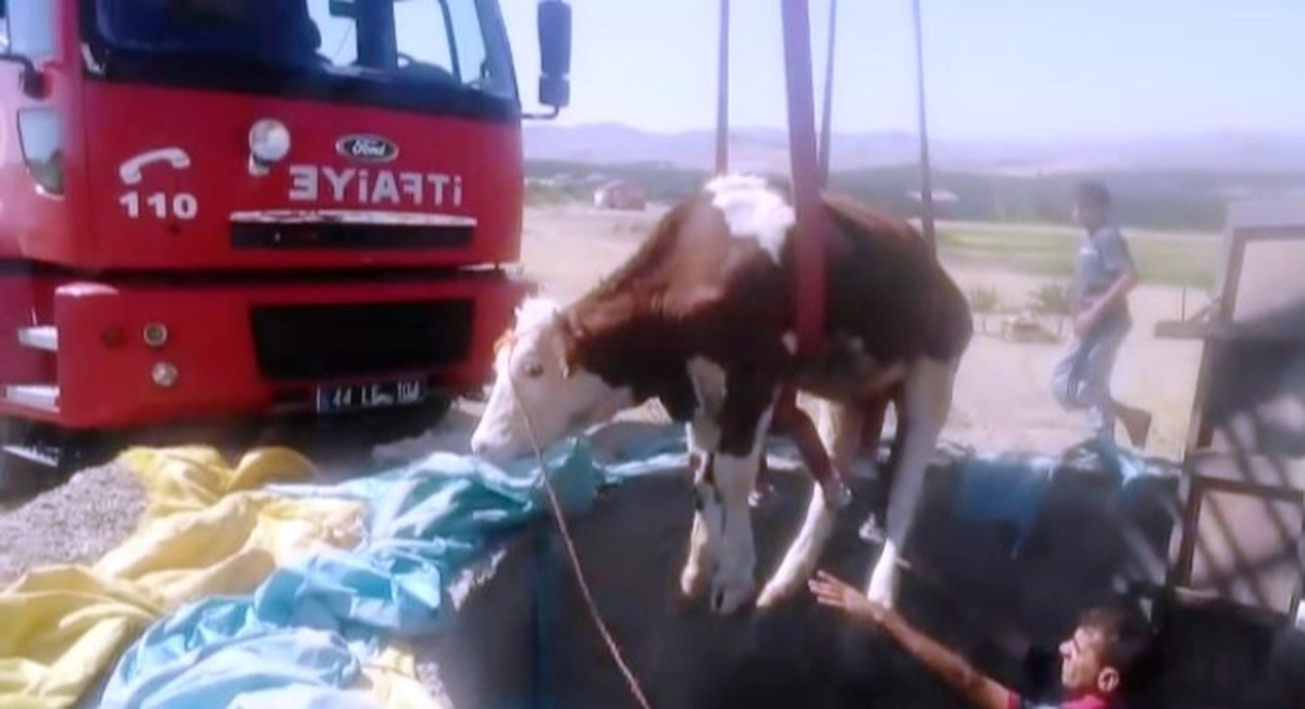 Kuyuya Düşen İneği İtfaiye Kurtardı