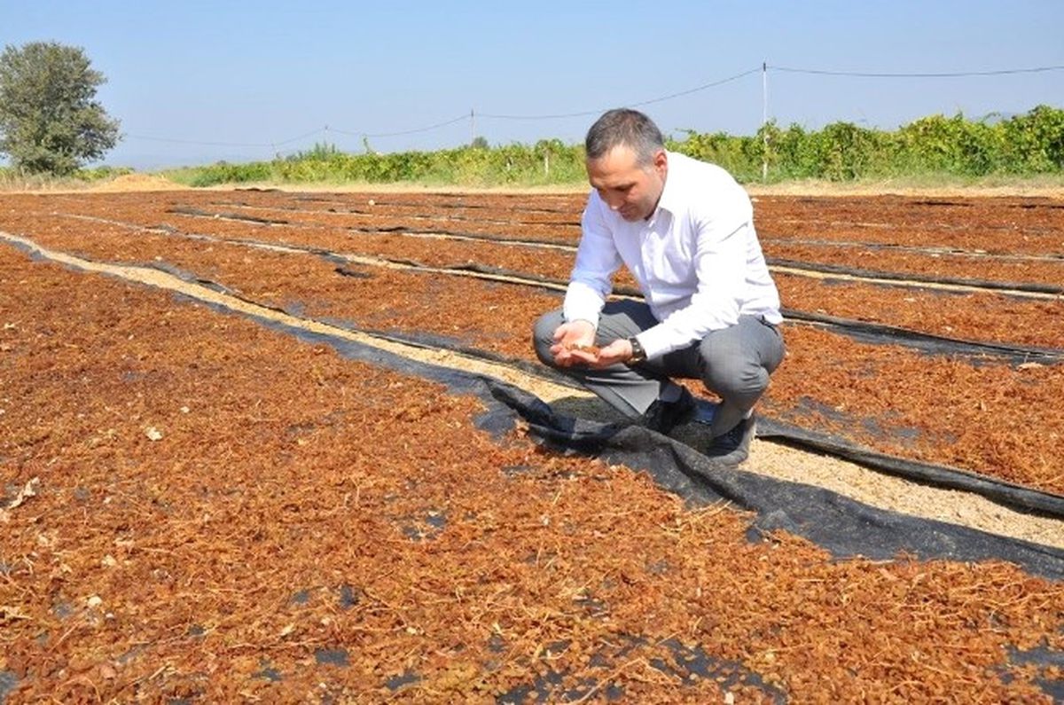 Manisa\'da Üzüm Hasadı ve Kurutma Çalışmaları Devam Ediyor