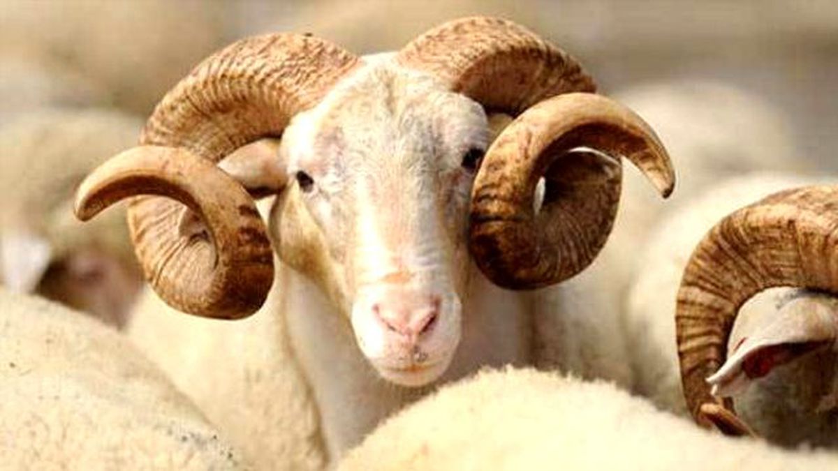 Büyükbaş ve küçükbaş kurban fiyatları (2016 Kurban bayramı öncesi)