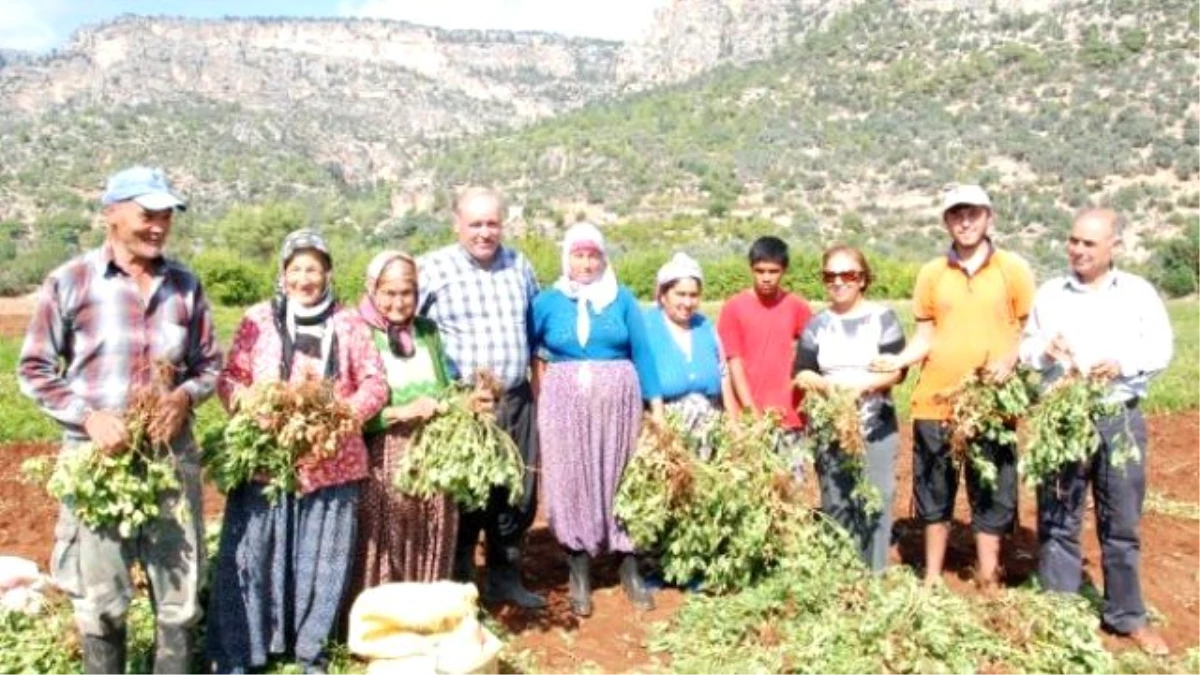 Adana\'da Yer Fıstığı Hasat Şenliği