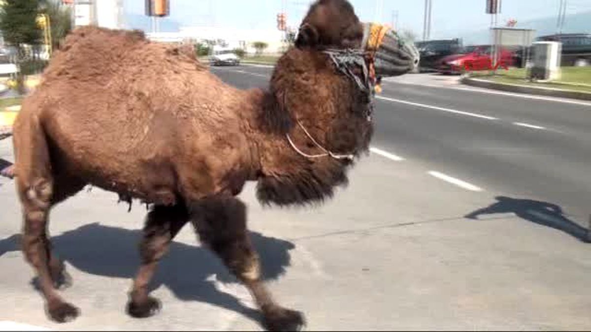 Bir Koltukta Çok Karpuz