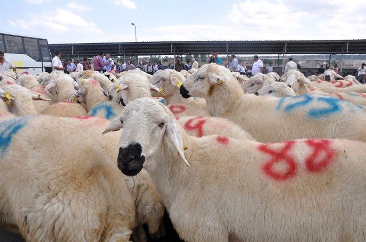 Çorum\'da Yetiştiricilere 172 Adet Damızlık Koç ve Teke Dağıtıldı