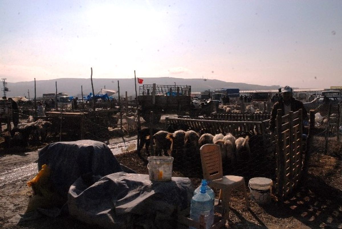 Kurbanlık Alırken Dikkat