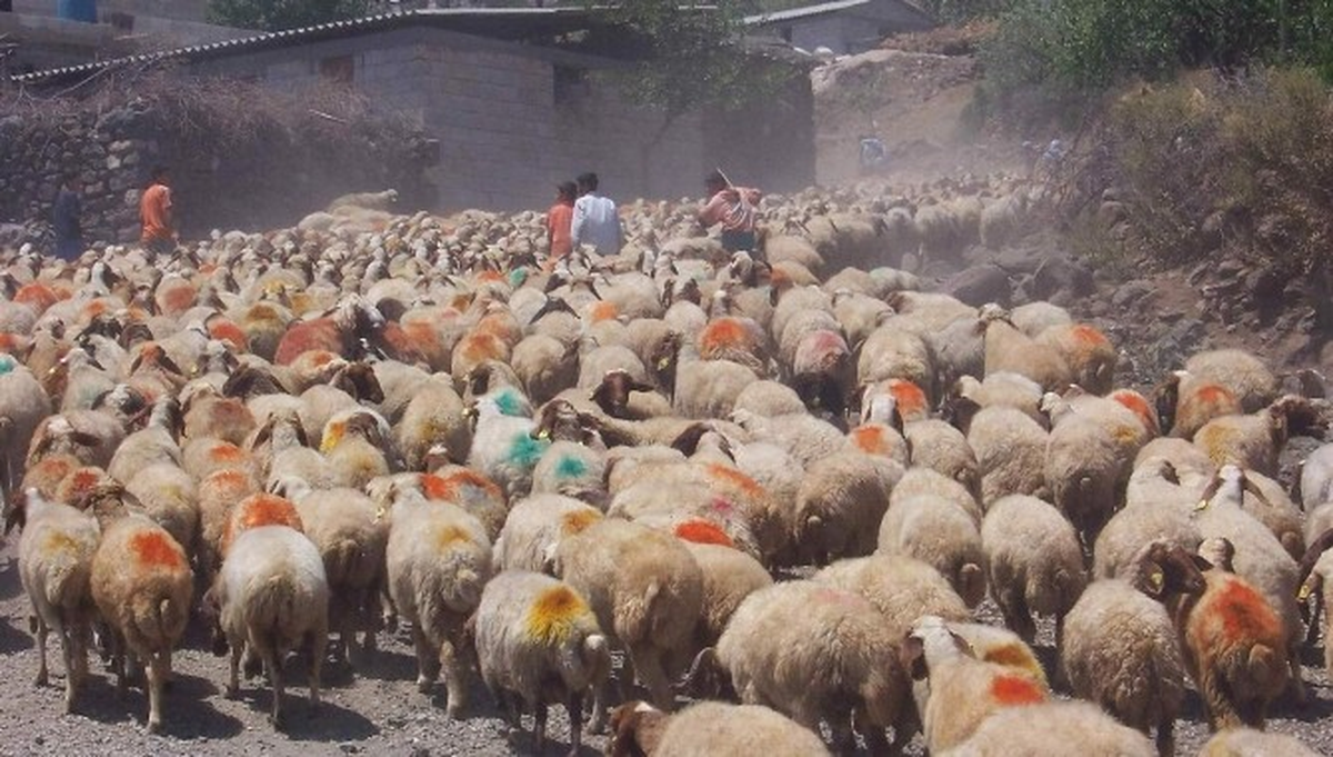 Kurbanlık Hayvan Seçerken Dikkat Edilmesi Gerekenler