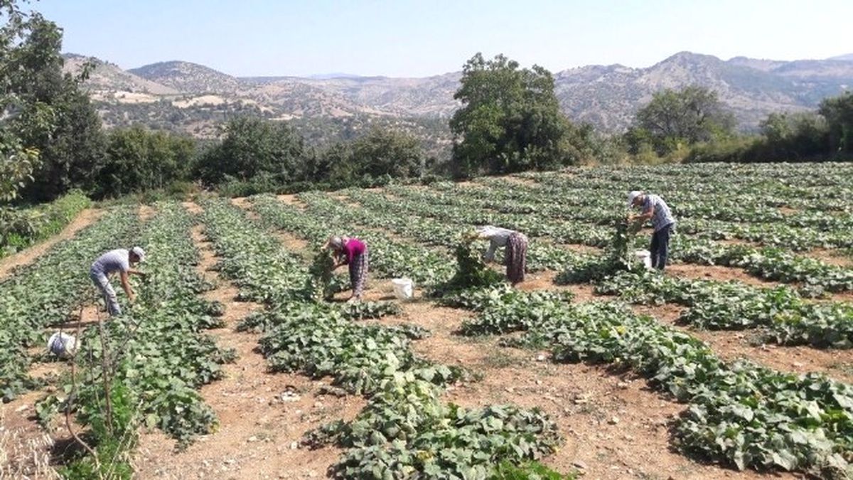 Selendi Tarımı Büyükşehir\'le Canlanıyor