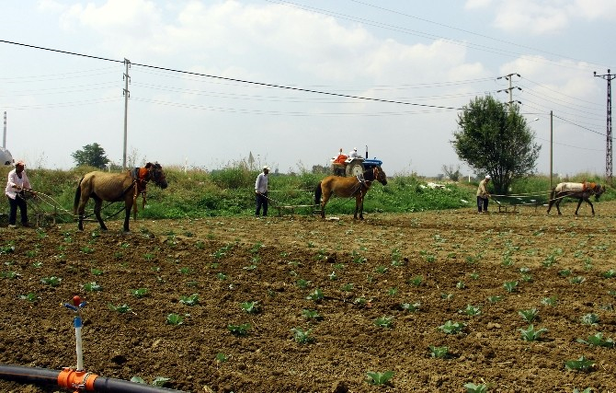 Tarlalarını Beygirle Sürüyorlar