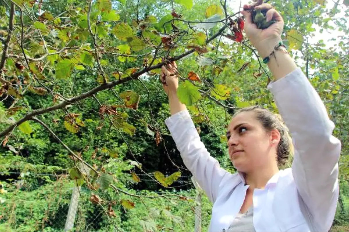 Üniversite Öğrencileri Staj Kapsamında Fındık Topladı