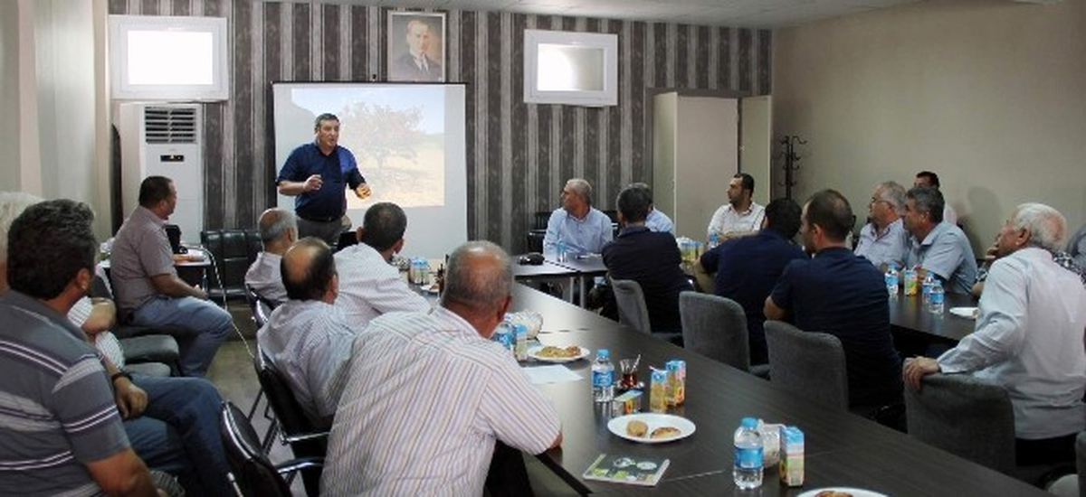 Antep Fıstığı Ağaçlarında Phytoplasma Tehlikesi