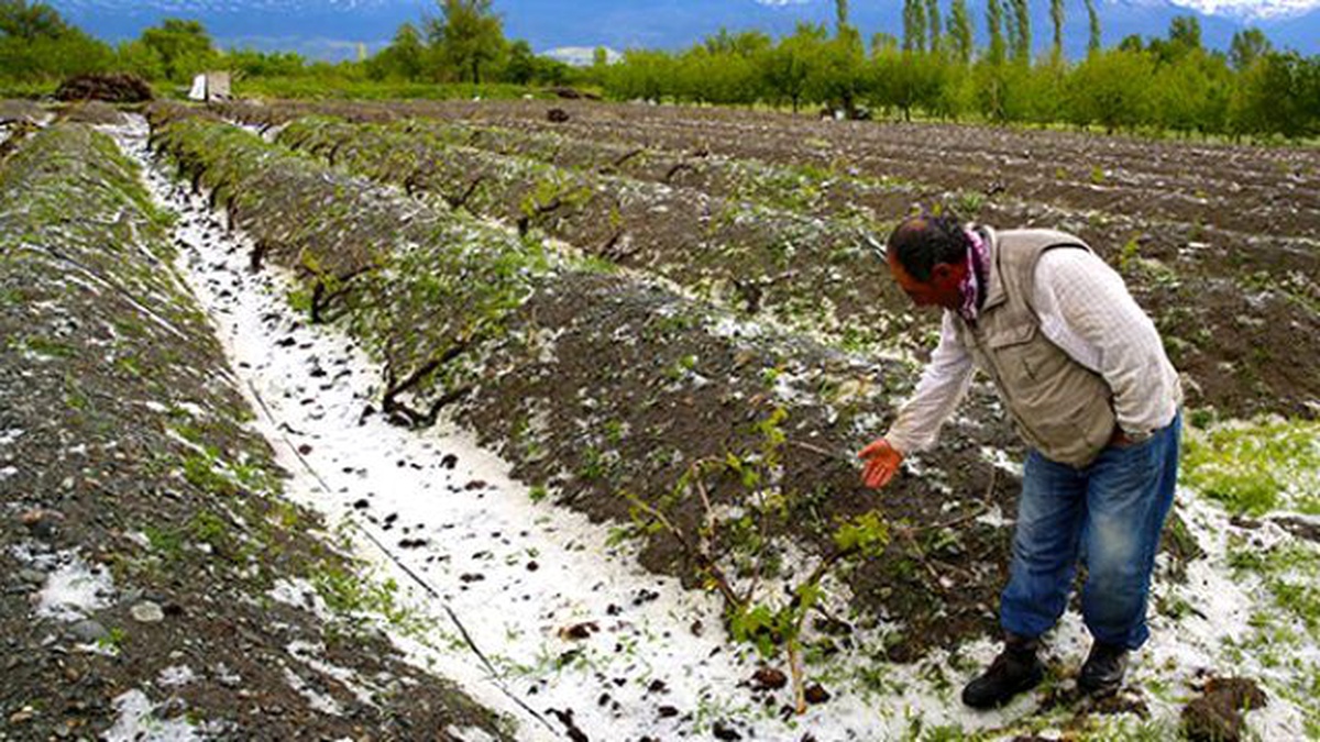 Dolu Yağışı Tosya\'da Tarım Ürünlerine Zarar Verdi