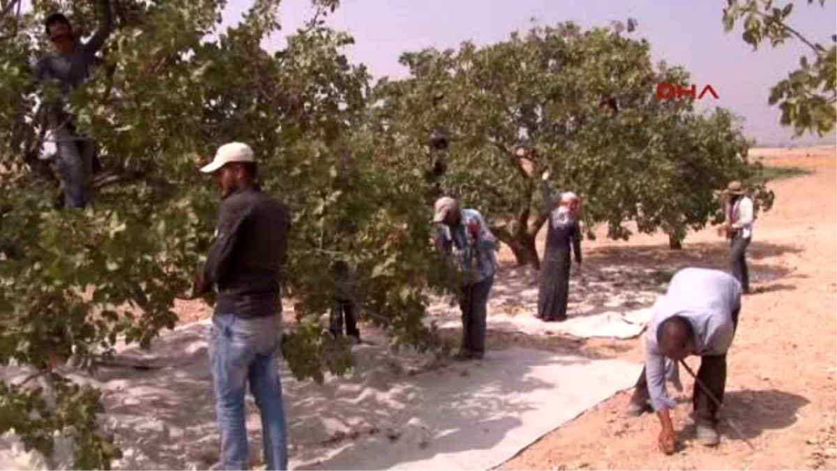 Gaziantep Cerablus\'ta \'Fırat Kalkanı\', Karkamış\'ta Antepfıstığı Hasadı