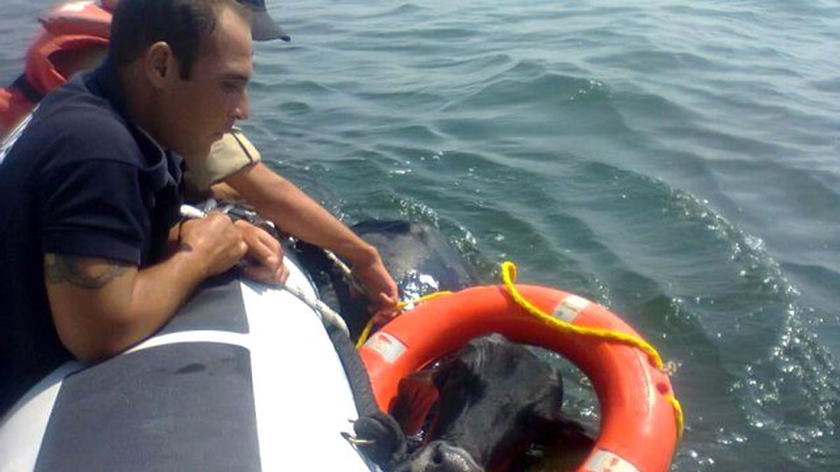 İzmir Körfezi\'nde Angus Kurtarma Operasyonu