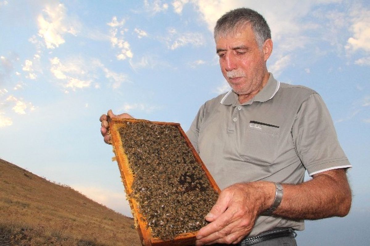 Keven Balında Üretim Yüzde 70 Düştü