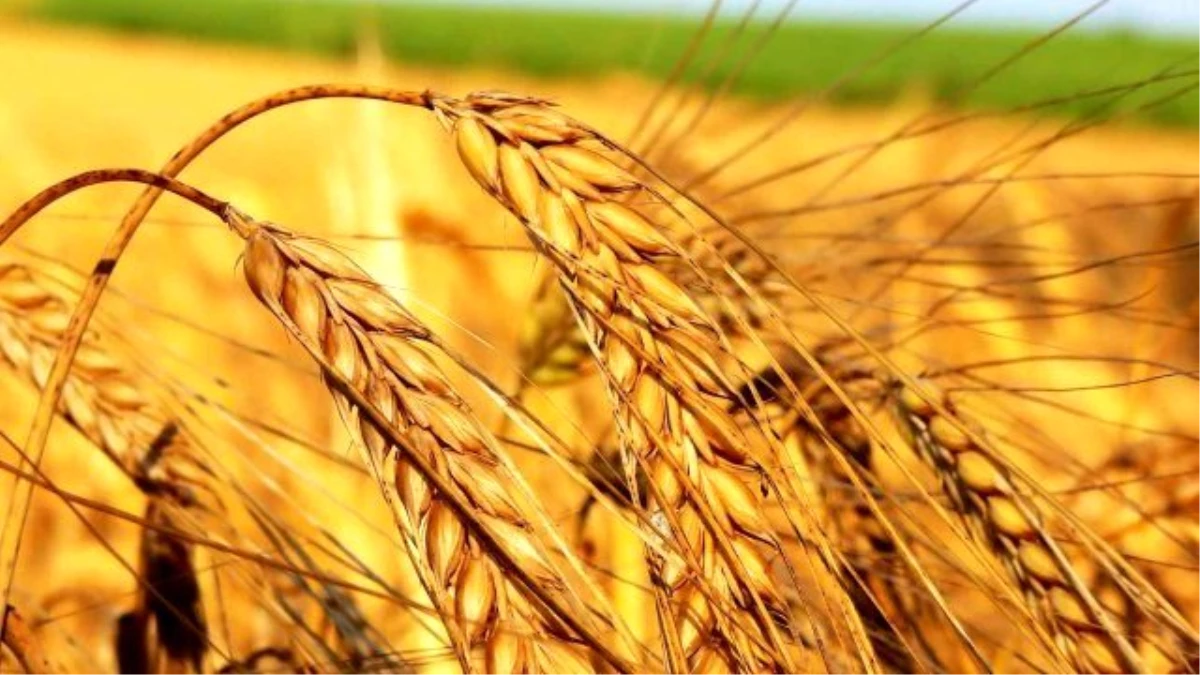 Kırklareli ili buğday üretiminde 15. sırada yer aldı
