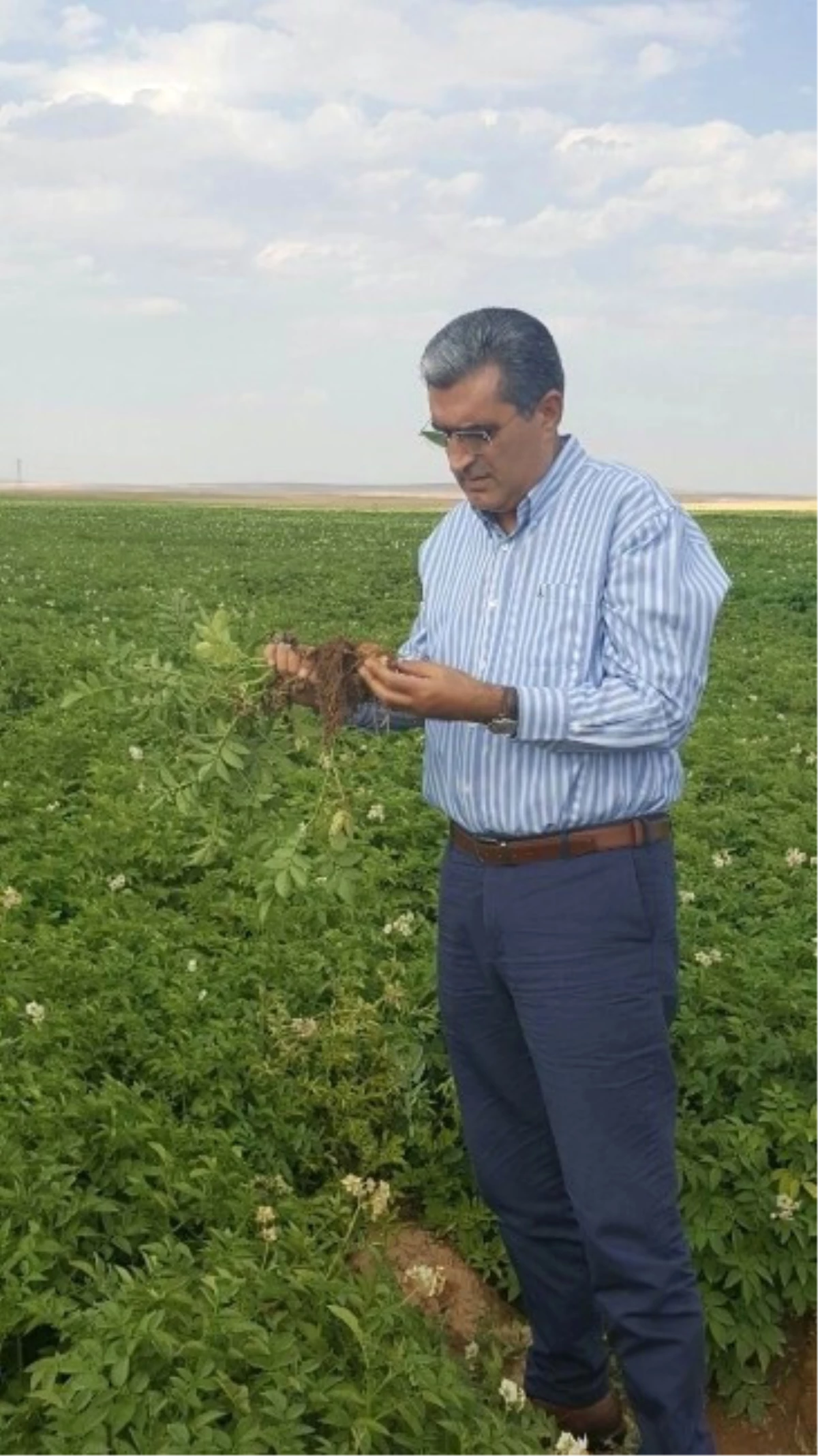 Konya Şeker, Yerli Patates Tohumu Üretti