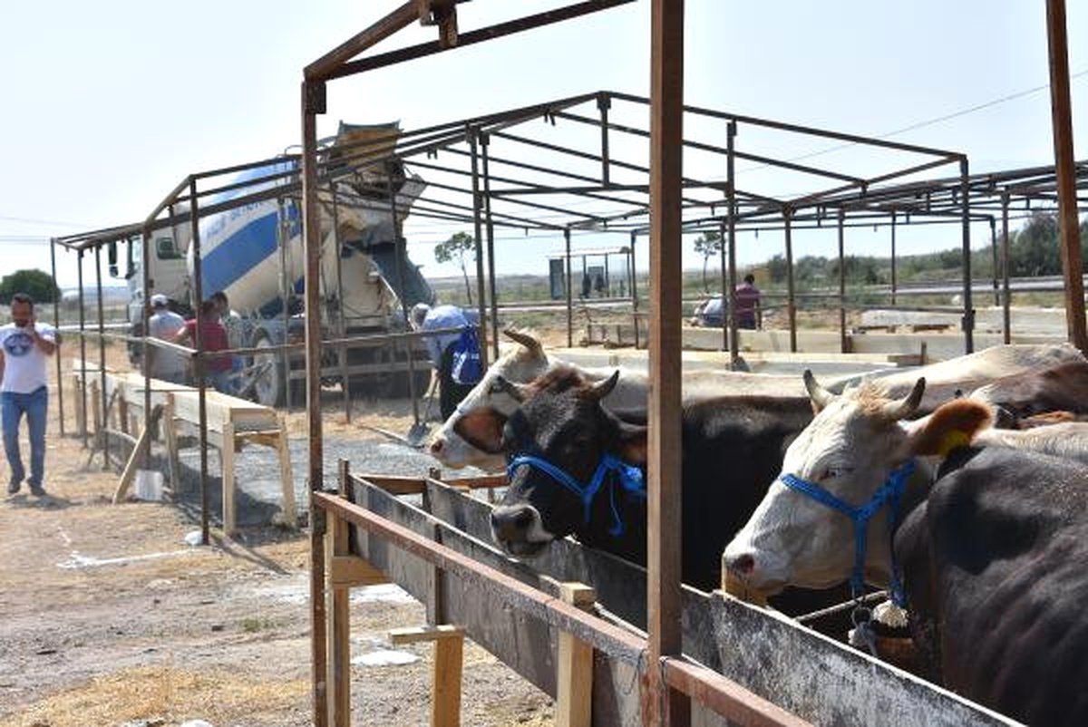 Kurbanlıklarda Fiyat Kilo Başına 1-2 Lira Arttı