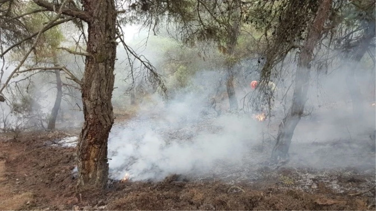 Osmaneli\'de Orman Yangını