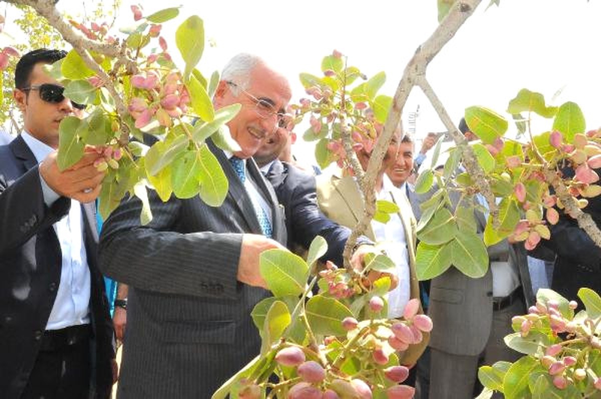 Şanlıurfa Valisi Fıstık Şenliğinde Konuştu: Düşman Çatlatıyoruz