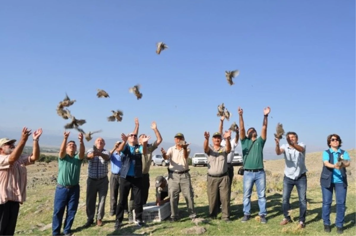 Seydişehir\'de 400 Adet Keklik Doğaya Bırakıldı