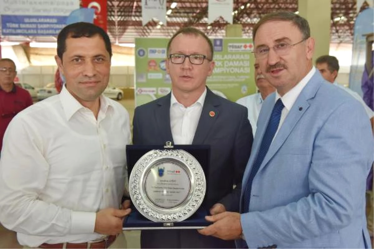 Türk Daması Şampiyonası Başladı