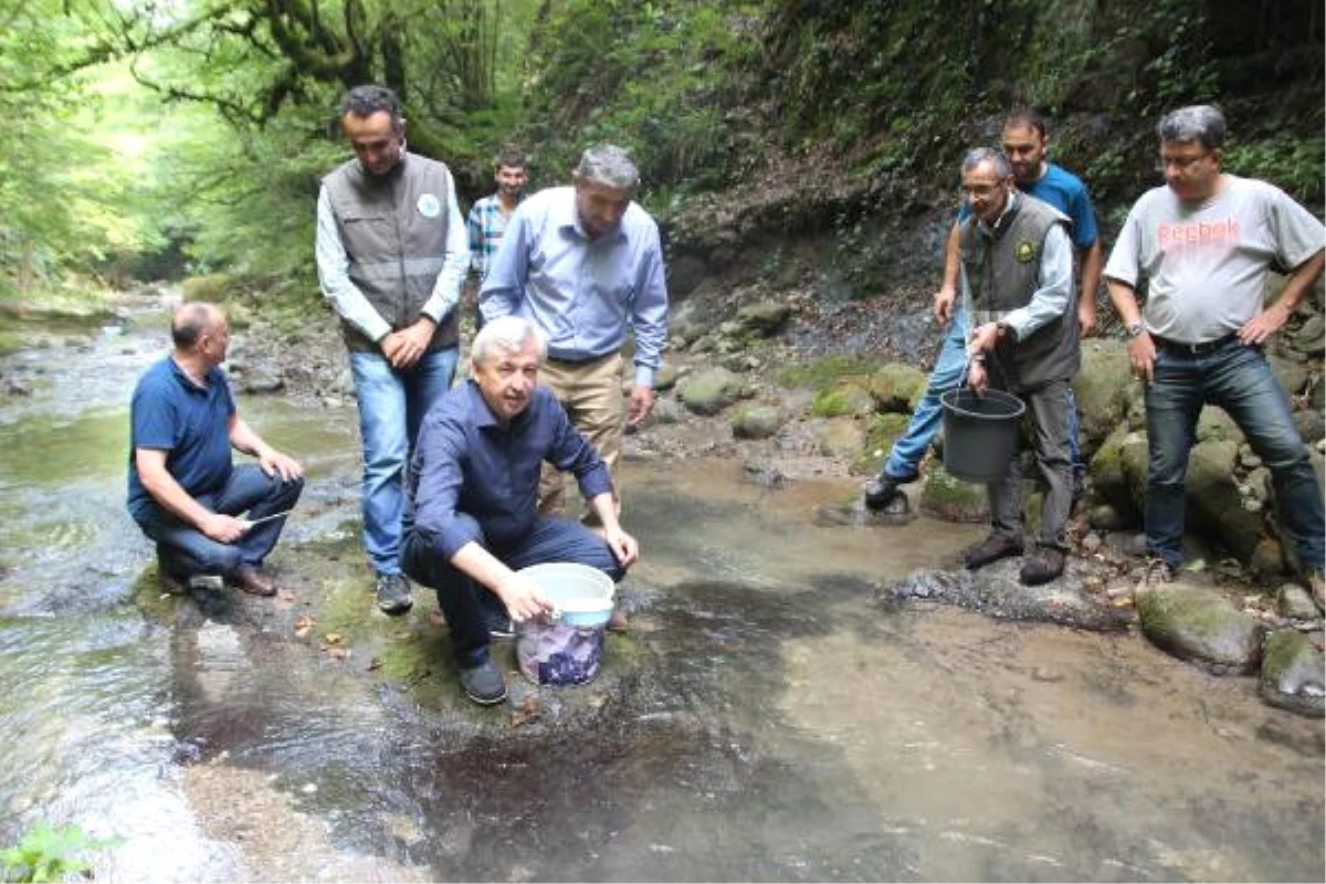 Zonguldak\'ta, 4 Bin Alabalık Dereye Salındı