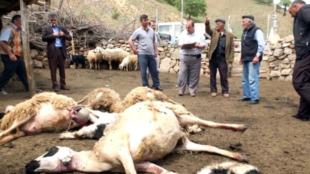Bahşılı\'da Sürüye Yıldırım İsabet Etti