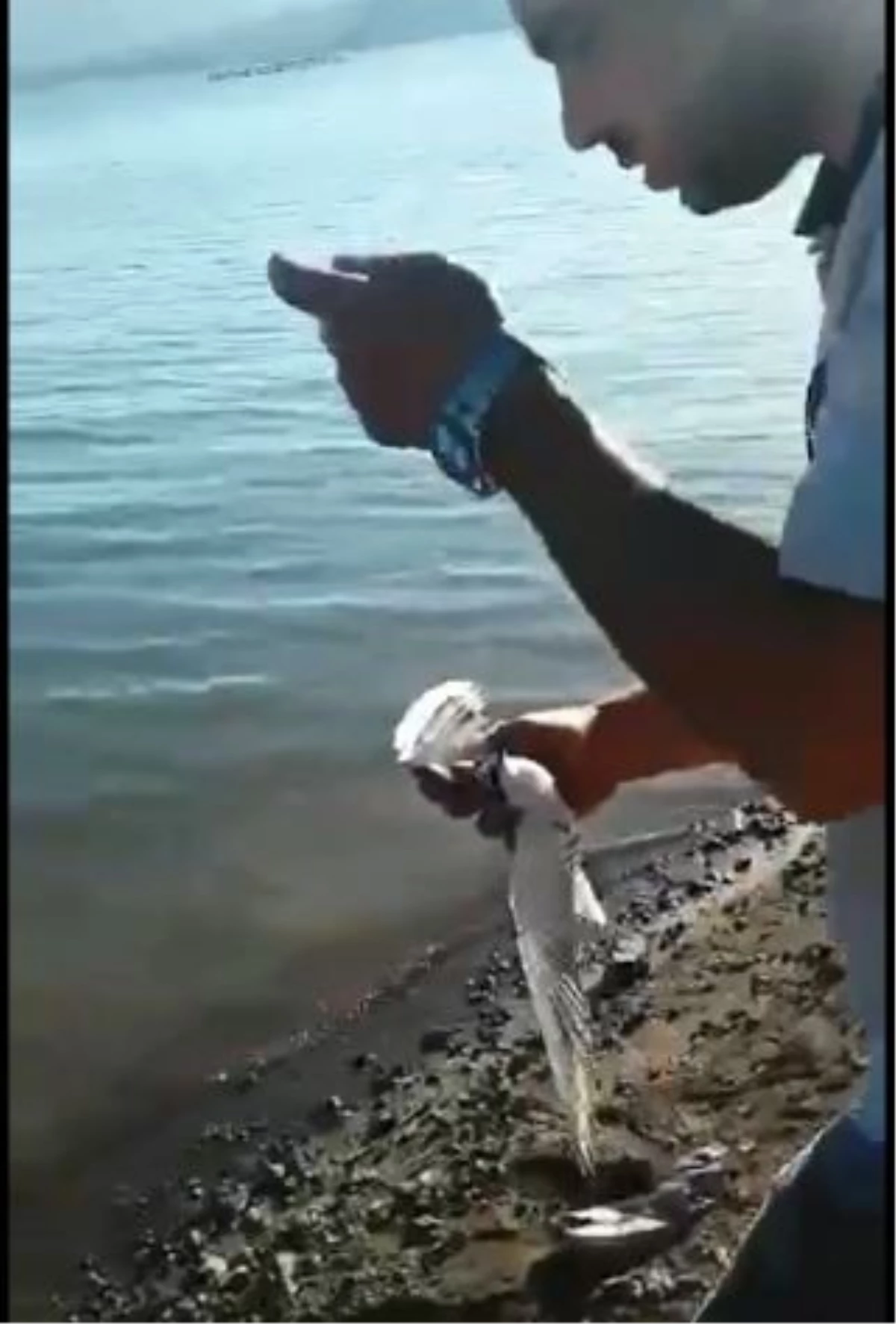Balık Avlarken Oltasına Kuş Takıldı