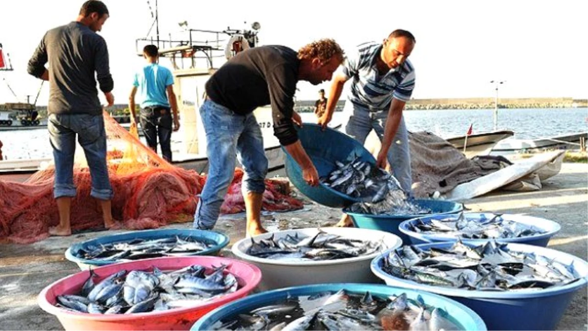 Balıkçılar Palamuttan Yana Umutlu