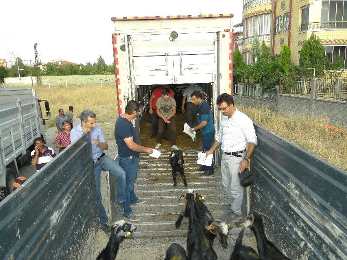 Genç Çiftçilere Kıl Keçileri Dağıtıldı