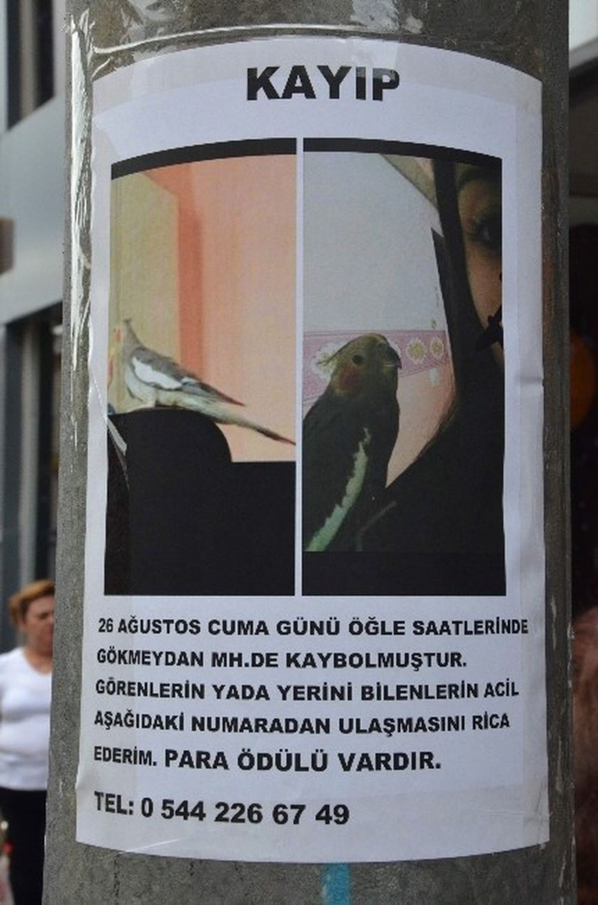 Kayıp Papağanını Aramak İçin Seferber Oldu