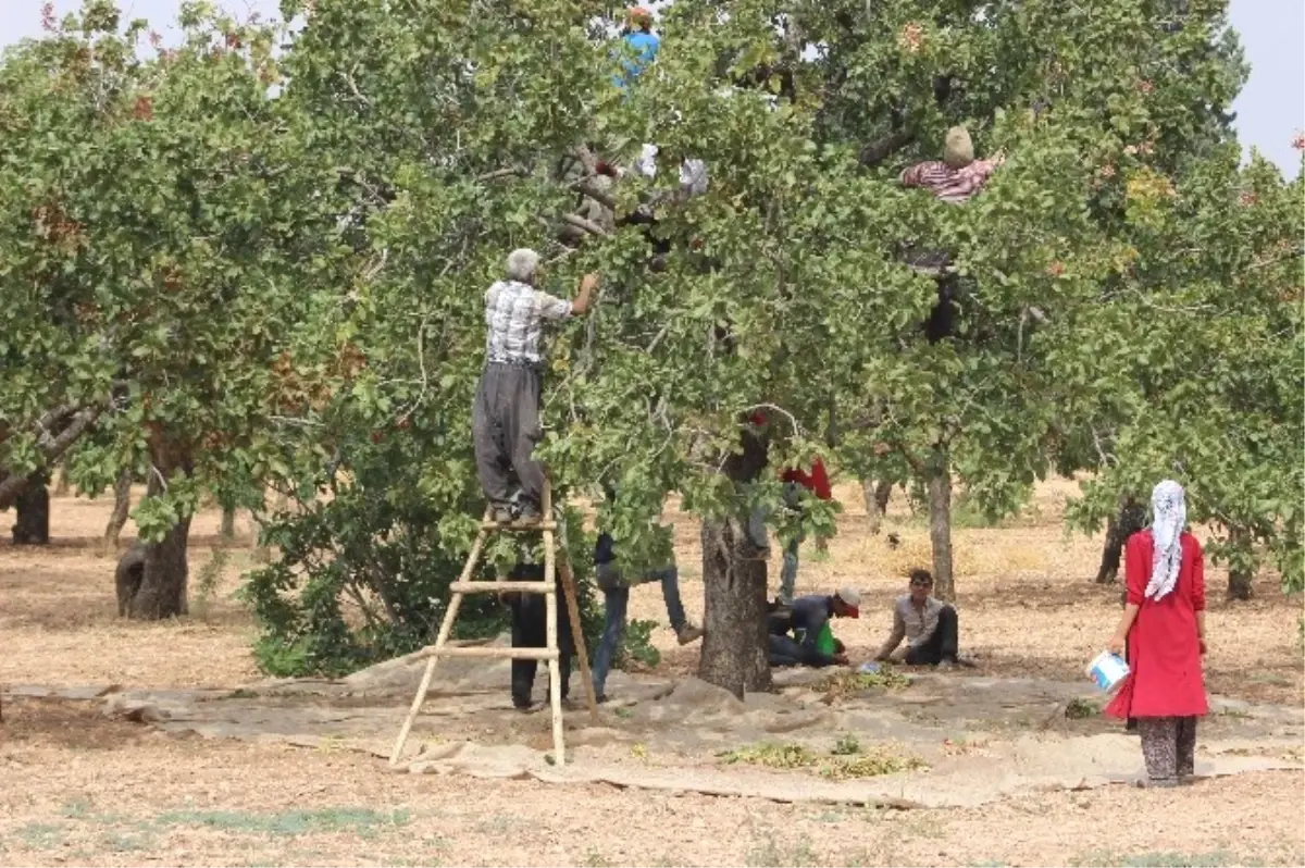 Kilis\'te Antep Fıstığı Hasadı Sürüyor