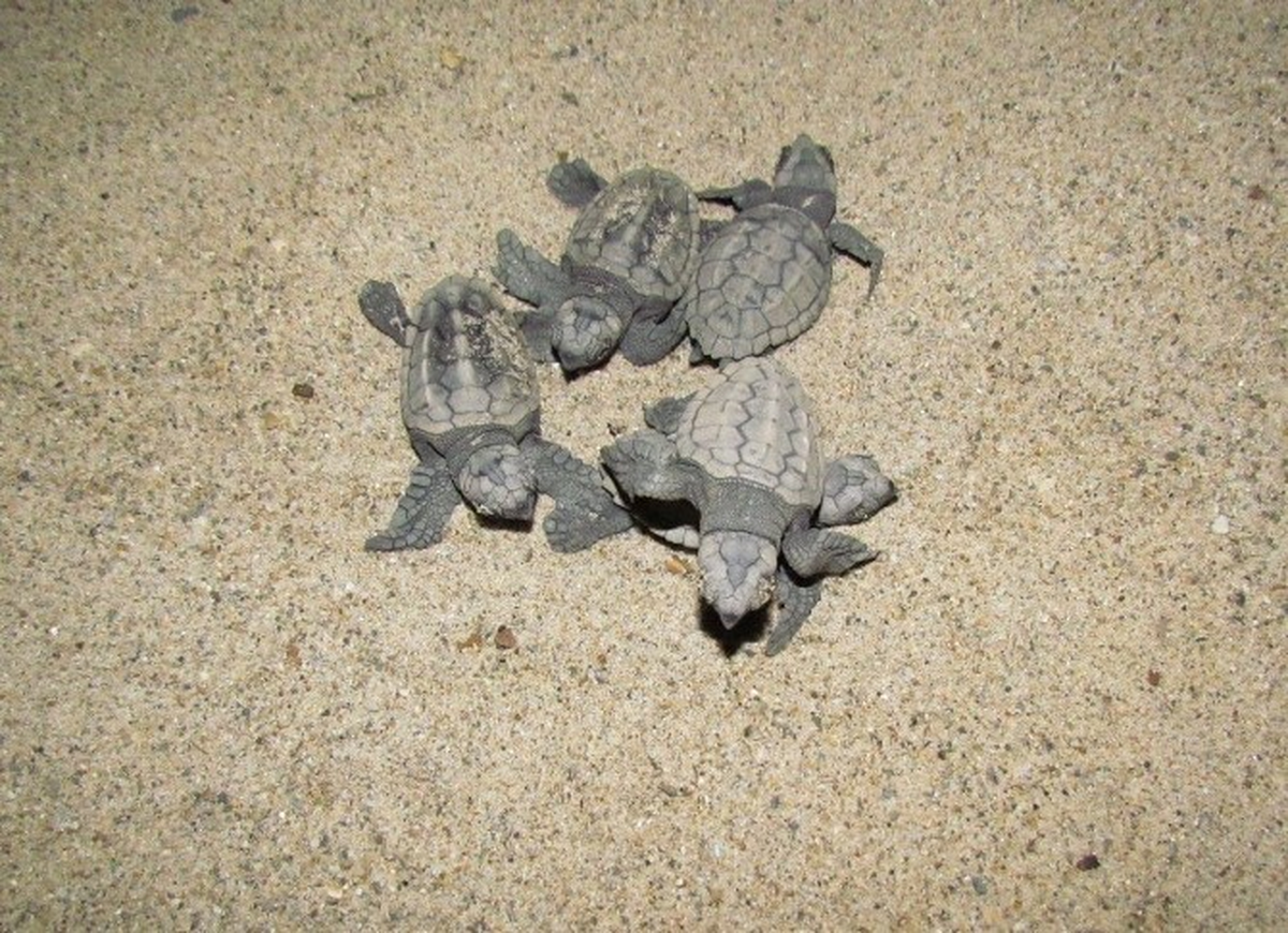 Kuşadası\'nda 49 Adet Yavru Caretta Caretta Denizle Buluştu