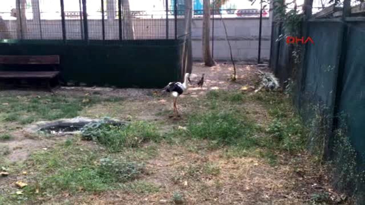 Osmaniye Anız Yangınlarında Yaralanan Leylekler Tedavide