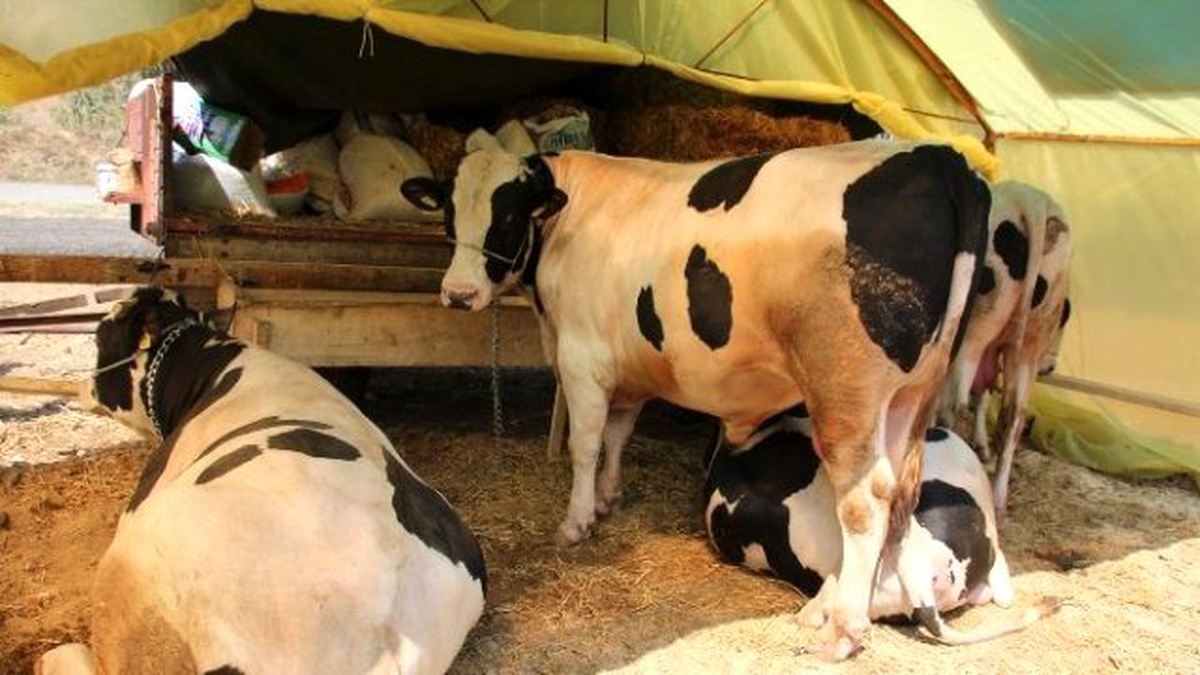 Ergene\'de "Kurban Bayramı" Hazırlığı