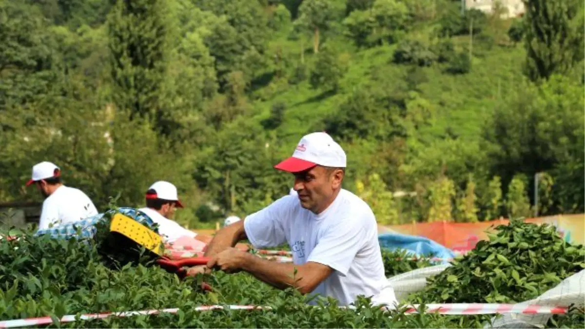 Rize\'de "Çay Toplama Yarışması" düzenlendi