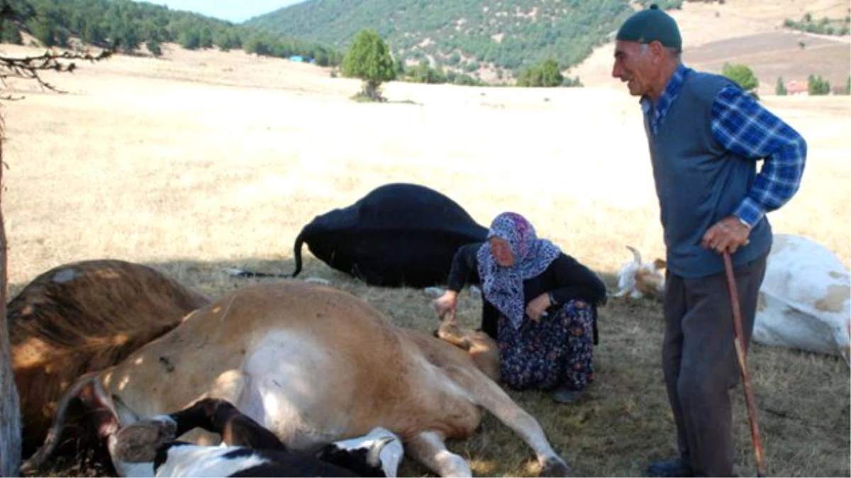 Telef Olan İnekleri İçin Ağlayan Çifti Güldüren Hediye