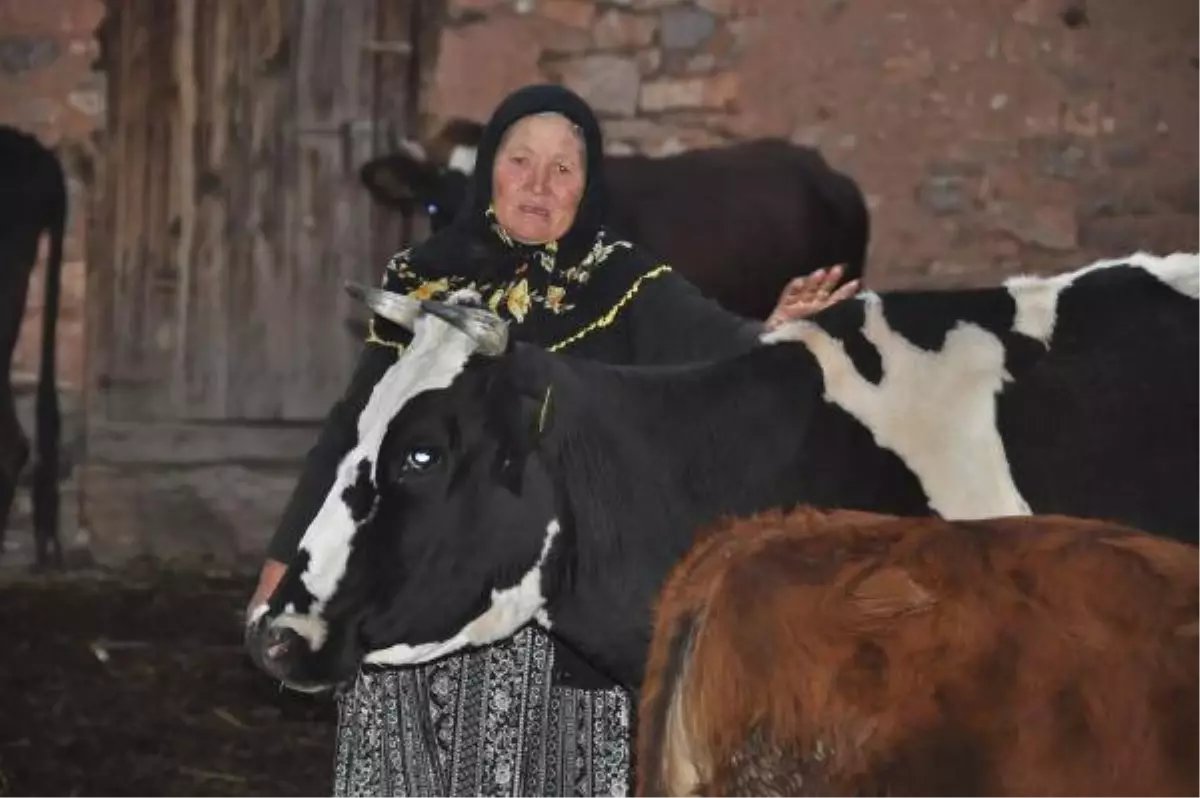 Telef Olan İneklerine Ağlayan Çifte Yardım