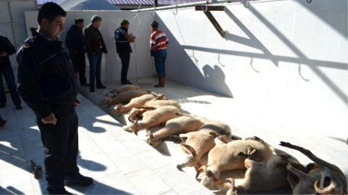 Terörle Mücadele Kahramanları İçin Kurban Kestiler