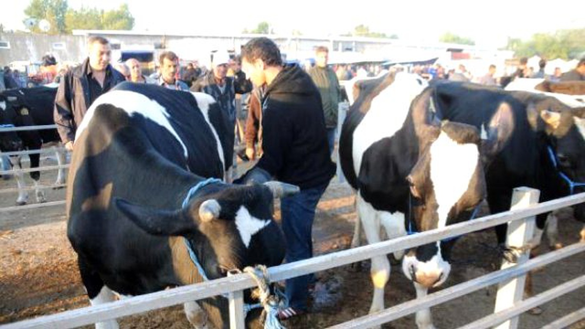 Kurban Bayramı\'na Doğru