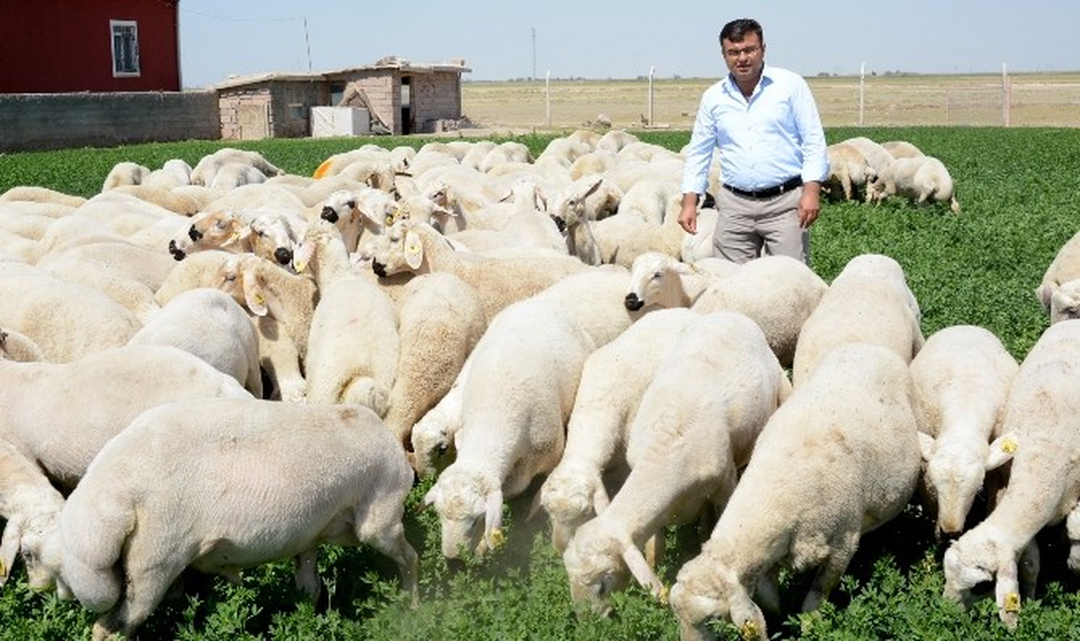 Üreticilerden Kurban Bayramı'nda Küçükbaş Hayvan Alın Tavsiyesi