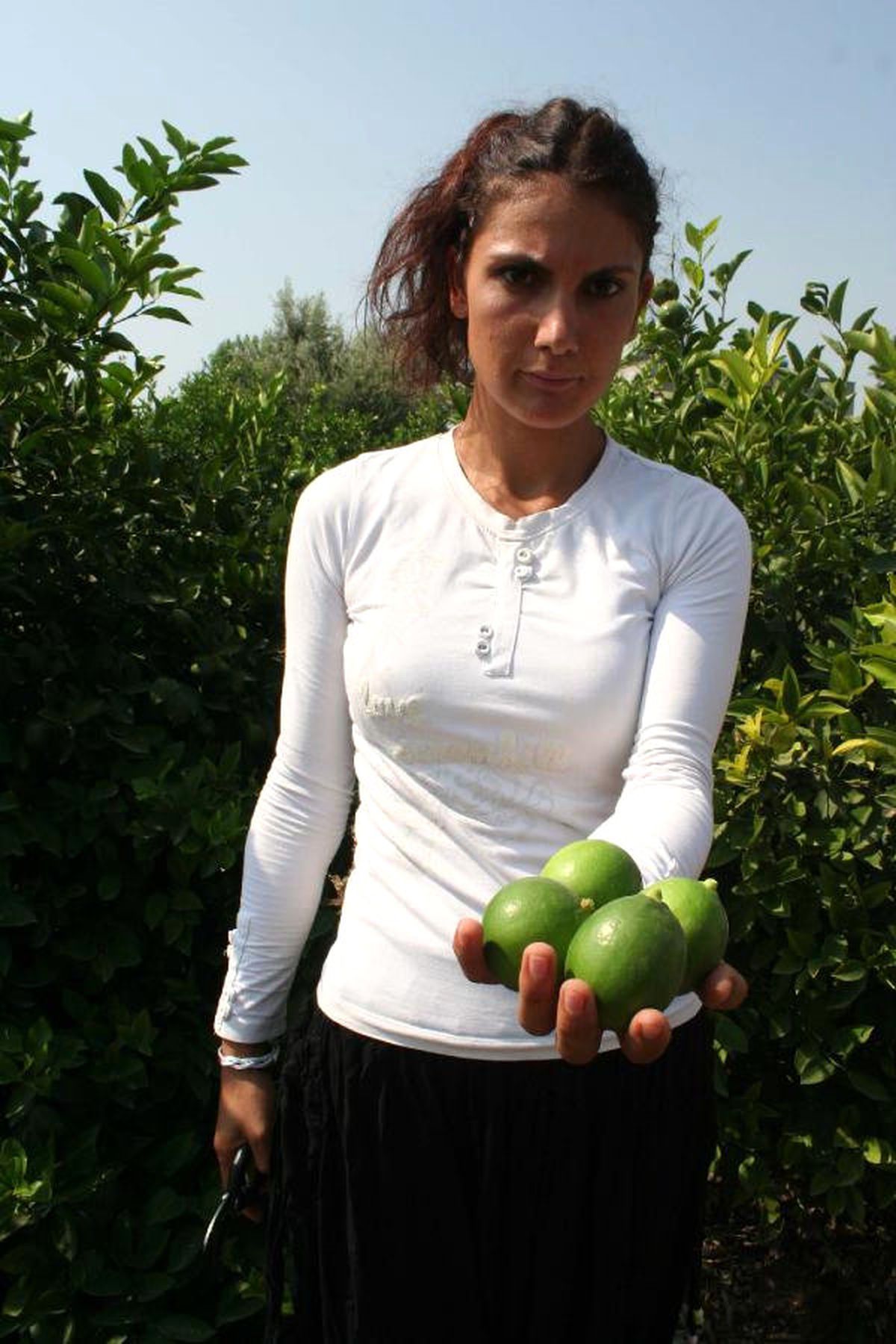 Erdemli\'de Limon Hasadı Başladı